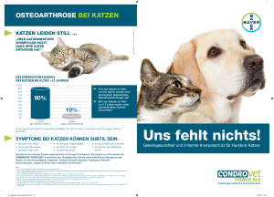PDF: Condrovet Broschüre